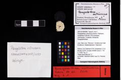 NHMW-GEO-2007z0149-0080_Ol_02.tifParagalathea vultuosona (Robins, Feldmann, Schweitzer & Bonde, 2016)  (NHMW-GEO-2007z0149-0080)